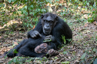 Uganda - Afrikas Vielfalt am Äquator
