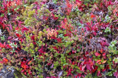 "Indian Summer" in Skandinavien