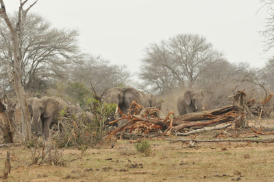 Südafrika – Teil 2 Kalahari, Drakensberge, Swaziland, Kruger NP
