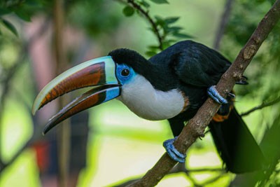 Zu den Tafelbergen in Venezuela